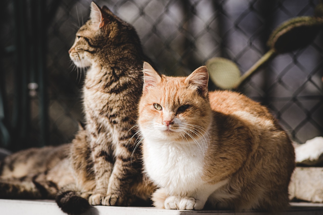 How to Address Anxiety in Pets During Storms